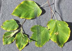 American Basswood (Tilia americana)